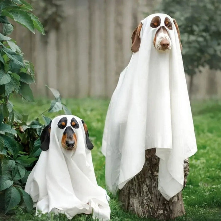 Halloween Ghost Witch Pet Costume
